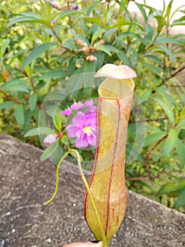 Carnivora plant from indonesia photo