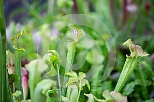 Carnivore, carnivorous plant or flower in the rainforest, nature concept