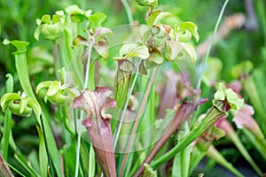 Carnivore, carnivorous plant or flower in the rainforest, nature concept