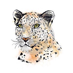 Carnivore Head. Face of a wild cat. Portrait of Leopard, hand-drawn animal illustration