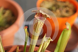 Carnivore plant