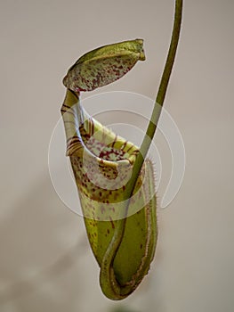 carnivore plant Nepenthes