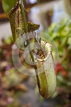 Carnivore plant Nepenthes