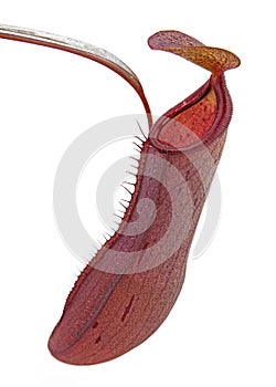 Carnivore plant Nepenthes