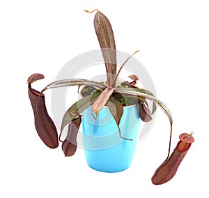 Carnivore plant Nepenthes