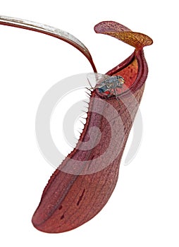 Carnivore plant Nepenthes photo