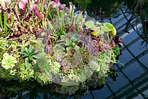 Carnivore plants display at Singapore botanical garden.