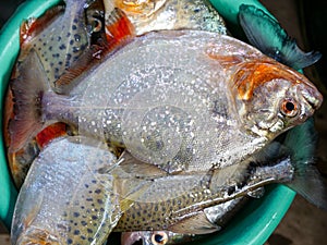 Carnivore red belly Piranhas after fishing