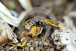 A Carnivore Wasp Munches on Remains of a Grasshopper