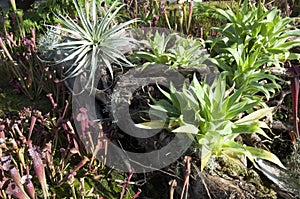 Carnivorous bromeliad surrounded by trumpet pitcher plants