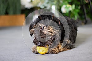 Carnivorous Canidae dog is chewing on a yellow ball