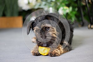 Carnivorous Canidae dog is chewing on a yellow ball photo