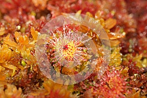 Carnivorous common sundew, Drosera rotundifolia