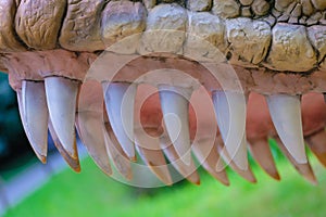 Carnivorous dinosaur teeth close up