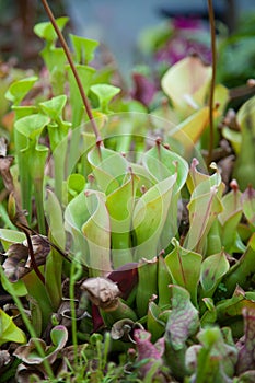 Carnivorous droseaceae plant