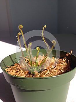 Carnivorous drosera Sundew plant