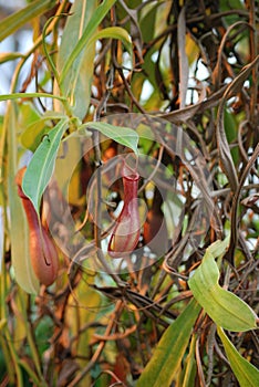 Carnivorous Hanging Pitcher Plants - Nepenthes - Insect Traps