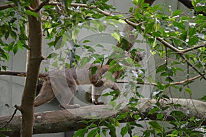 Carnivorous mammal Fossa Cryptoprocta ferox