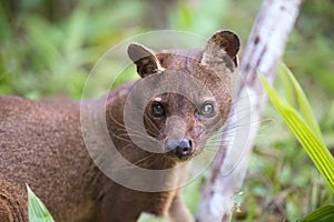 Carnivorous mammal Fossa Cryptoprocta ferox