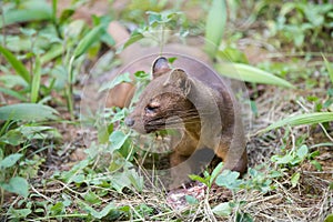 Carnivorous mammal Fossa Cryptoprocta ferox