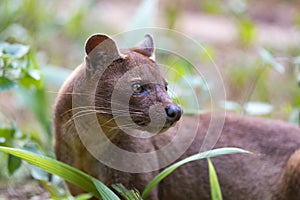 Carnivorous mammal Fossa Cryptoprocta ferox photo