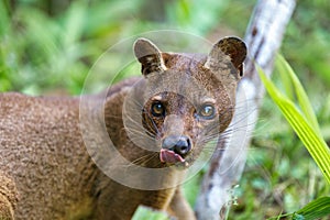 Carnivorous mammal Fossa, madagascar wildlife