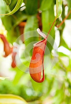 Carnivorous Nepenthes Pitcher Plant