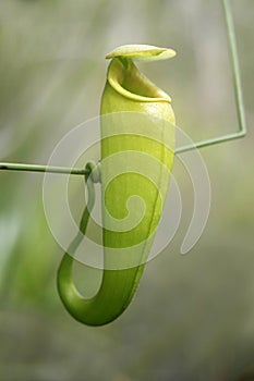 Carnivorous Nepenthes pitcher plant photo