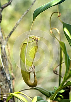 Carnivorous Nepenthes pitcher plant photo