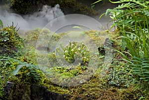 Carnivorous pitcher plant photo