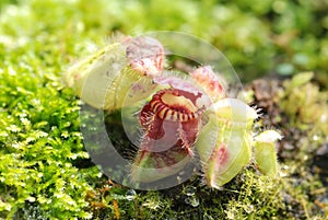 Carnivorous pitcher plant