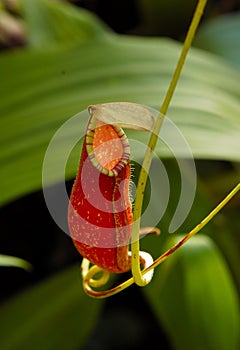 Carnivorous Pitcher Plant