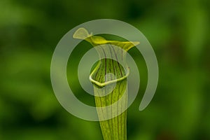Carnivorous Pitcher Plant