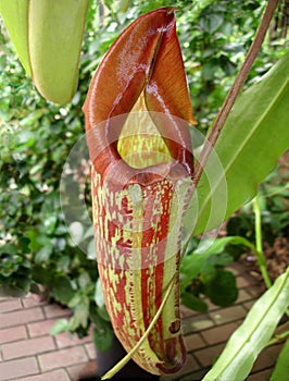 Carnivorous Pitcher Plant Closeup