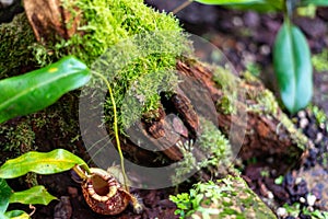 Carnivorous pitcher plant and moss