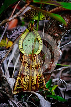 Carnivorous pitcher plant. Nepenthe`s albomarginata in the rain forest at Bako National Park. Sarawak. Borneo. Malaysia