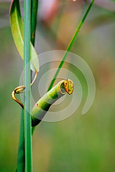 Carnivorous pitcher plant. Nepenthe`s albomarginata in the rain forest at Bako National Park. Sarawak. Borneo. Malaysia