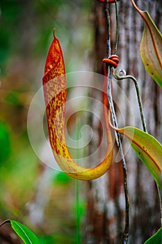 Carnivorous pitcher plant. Nepenthe`s albomarginata in the rain forest at Bako National Park. Sarawak. Borneo. Malaysia