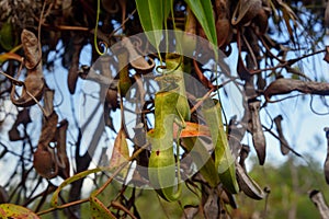 Carnivorous pitcher plant. Nepenthes albomarginata