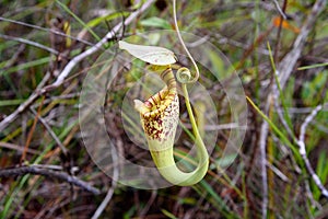 Carnivorous pitcher plant. Nepenthes albomarginata