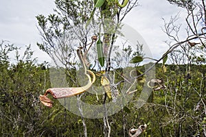 Carnivorous pitcher plant. Nepenthes albomarginata in the rainforest at Bako National Park Sarawak Borneo Malaysia