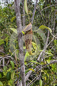 Carnivorous pitcher plant. Nepenthes albomarginata in the rainforest at Bako National Park Sarawak Borneo Malaysia