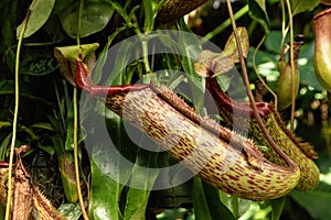 Carnivorous Pitcher plant Nepenthes ventricosa