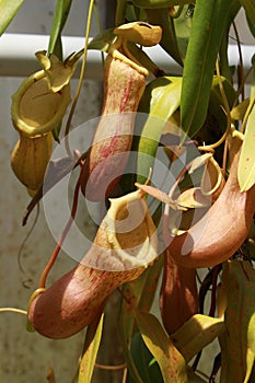 Carnivorous `Pitcher Plant` - Nepenthes Ventricosa