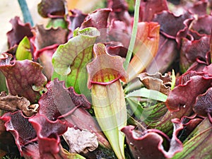 Carnivorous Pitcher plant ,Pitfall traps-a prey-trapping ,Sarracenia purpurea Carnivorous plants ,Purple Pitcher