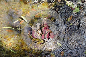 Carnivorous Pitcher Plants