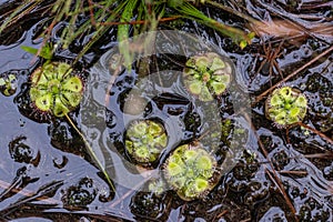 Carnivorous pitcher plants (Drosera sp.) growing in the forest