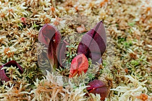 Carnivorous Pitcher Plants Growing in Moss