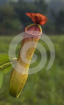 Carnivorous Pitchet platnts seent at Garo hills,Meghalaya,India photo