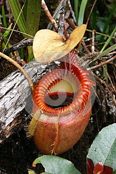 Carnivorous plant photo